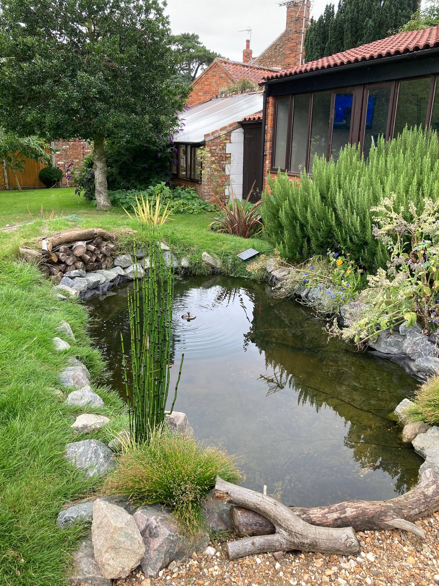 Wildlife pond in the garden
